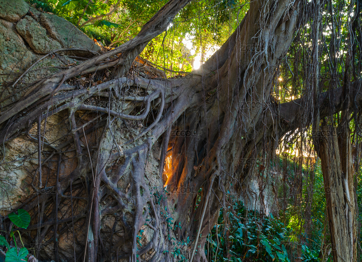 福州烏山上，盤(pán)根錯(cuò)節(jié)的大榕樹(shù)樹(shù)根（主預(yù)覽-12614810） - 未分類 - 站酷設(shè)計(jì)師云海路漫漫原創(chuàng)素材 - 站酷ZCOOL