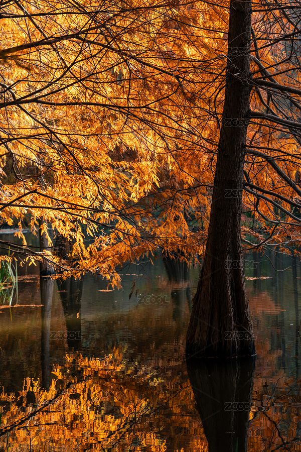 南京燕雀湖水杉林（主預(yù)覽-12522660） - 未分類 - 站酷設(shè)計(jì)師547815863原創(chuàng)素材 - 站酷ZCOOL
