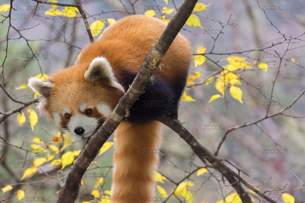 小熊猫（主预览-665987） - 未分类 - 站酷设计师Luckyrain原创素材 - 站酷ZCOOL