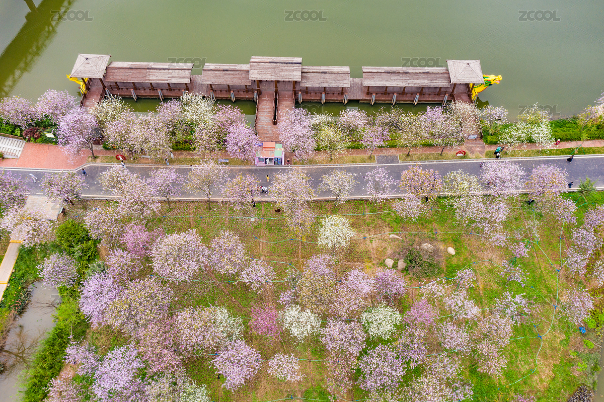 中國(guó)廣東廣州海珠濕地公園紫荊花（主預(yù)覽-6821598） - 未分類 - 站酷設(shè)計(jì)師heyonghai原創(chuàng)素材 - 站酷ZCOOL