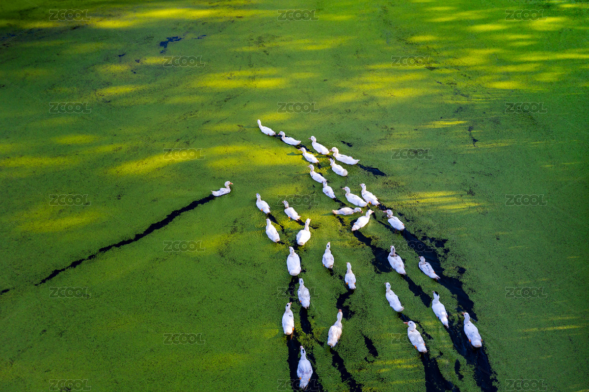 夏季池塘里水面浮萍上游動(dòng)的白鵝（主預(yù)覽-440207） - 未分類 - 站酷設(shè)計(jì)師雪天的故事原創(chuàng)素材 - 站酷ZCOOL