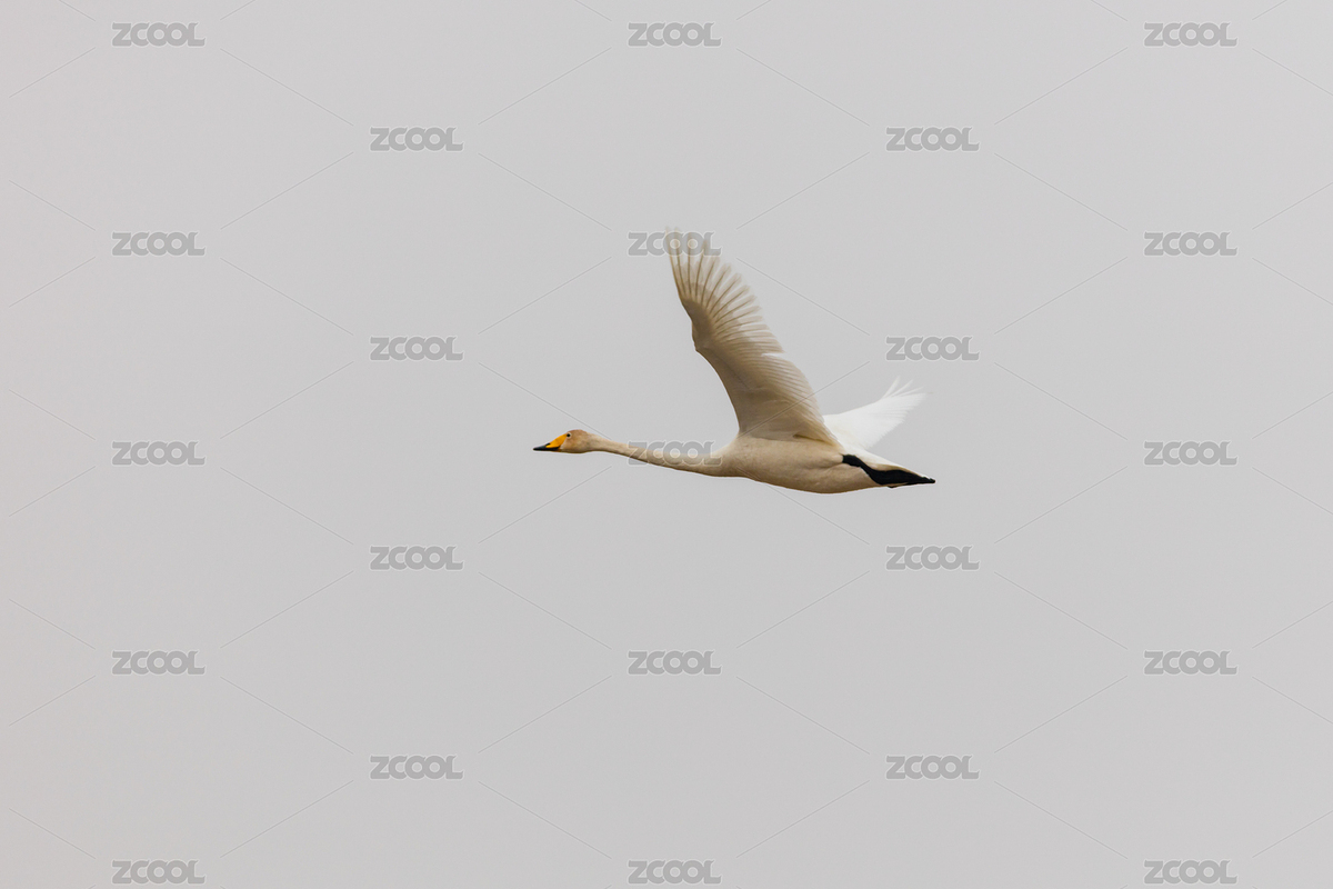 中国辽宁朝阳白石水库冰雪野生动物天鹅（主预览-8720467） - 未分类 - 站酷设计师Huaimin原创素材 - 站酷ZCOOL