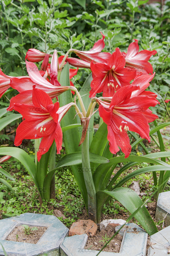 春天里盛開的美麗的朱頂紅（主預(yù)覽-4985317） - 未分類 - 站酷設(shè)計(jì)師wmei5881原創(chuàng)素材 - 站酷ZCOOL