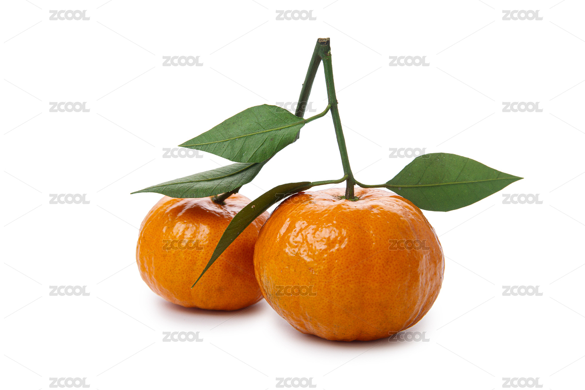 2個(gè)春甜桔帶枝葉白底（主預(yù)覽-7842746） - 未分類 - 站酷設(shè)計(jì)師JSantse原創(chuàng)素材 - 站酷ZCOOL