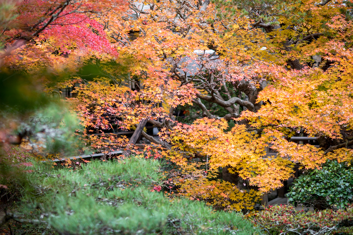 亞洲日本京都府禪林寺的風(fēng)光（主預(yù)覽-1424072） - 未分類 - 站酷設(shè)計(jì)師攝影師北川原創(chuàng)素材 - 站酷ZCOOL