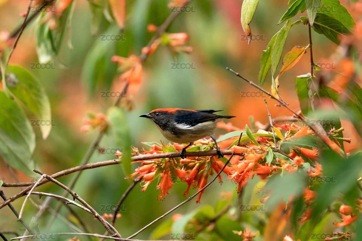 朱背啄花鳥穿梭于蝦米花樹從吸食花蜜（主預(yù)覽-9575572） - 未分類 - 站酷設(shè)計(jì)師sunny0756原創(chuàng)素材 - 站酷ZCOOL