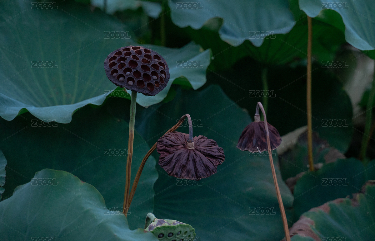 深秋荷塘枯萎的蓮蓬（主預(yù)覽-12539293） - 未分類 - 站酷設(shè)計(jì)師那一年的秋初原創(chuàng)素材 - 站酷ZCOOL