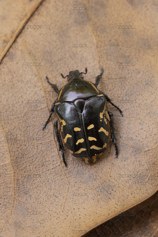 美麗的金龜子（主預(yù)覽-8958070） - 未分類 - 站酷設(shè)計(jì)師克里克特壽原創(chuàng)素材 - 站酷ZCOOL