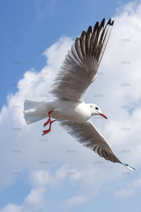 蓝天下一只张开翅膀飞翔的海鸥（主预览-9429041） - 未分类 - 站酷设计师zhane_luk原创素材 - 站酷ZCOOL