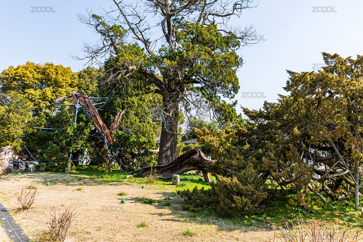 中國江蘇蘇州司徒廟清奇古怪四株古柏（主預(yù)覽-8334705） - 未分類 - 站酷設(shè)計師劉劍偉原創(chuàng)素材 - 站酷ZCOOL