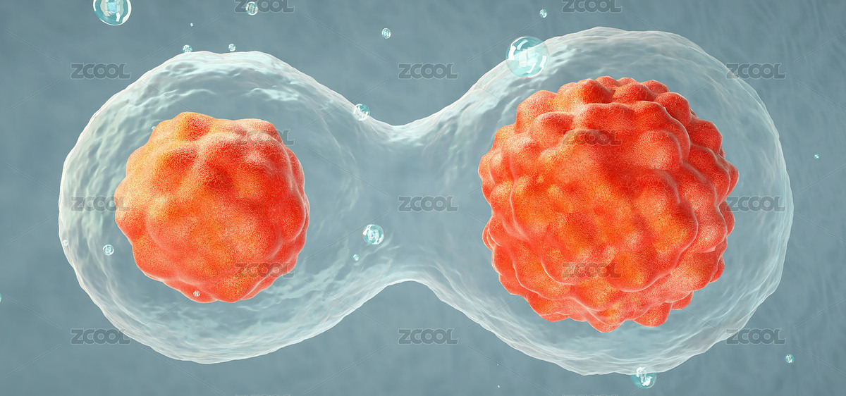 三維渲染人體細(xì)胞或胚胎干細(xì)胞有絲分裂（主預(yù)覽-8681395） - 未分類 - 站酷設(shè)計(jì)師郎中創(chuàng)建世界原創(chuàng)素材 - 站酷ZCOOL