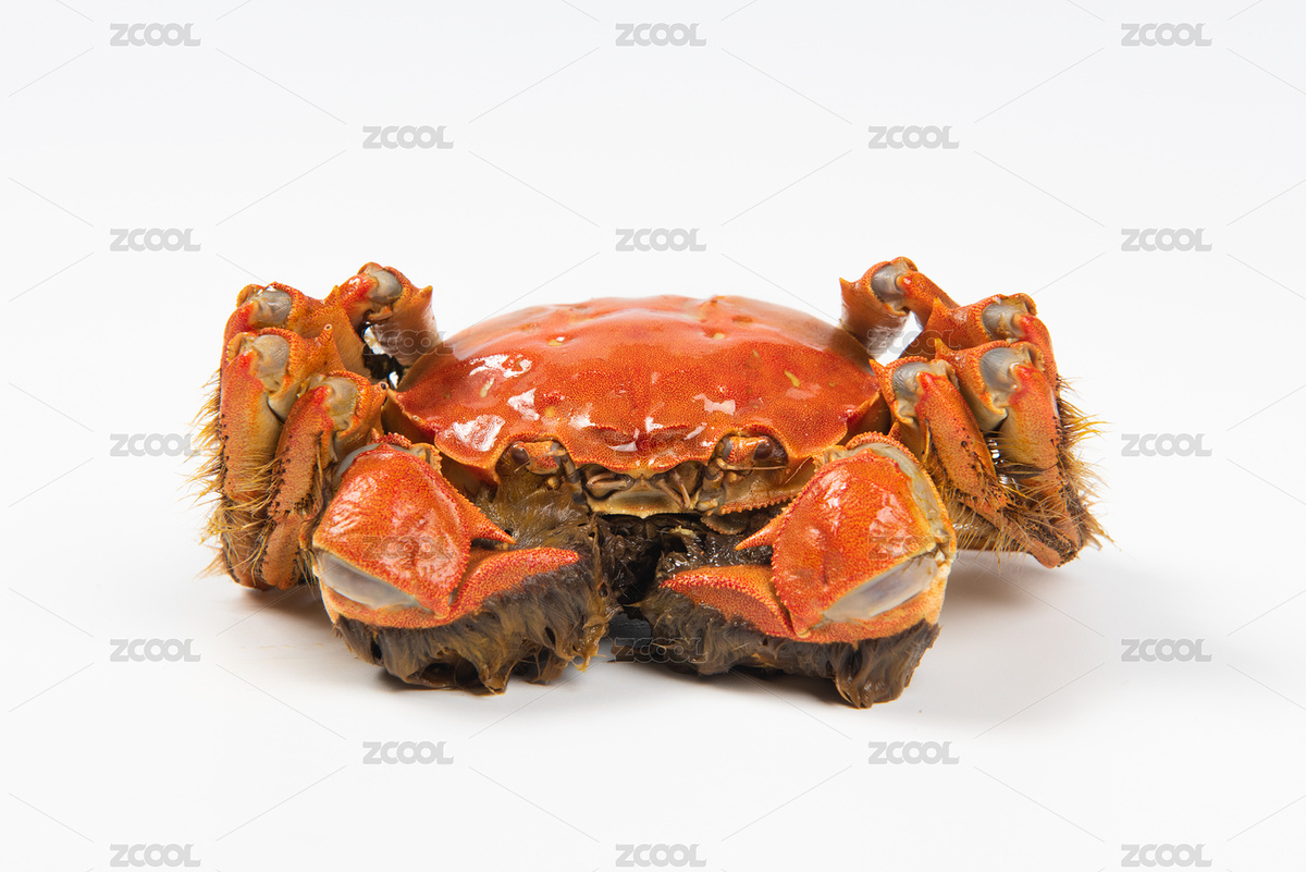 秋季美食一只大閘蟹特寫，白底素材（主預(yù)覽-4719378） - 未分類 - 站酷設(shè)計(jì)師平和的總是美好的原創(chuàng)素材 - 站酷ZCOOL