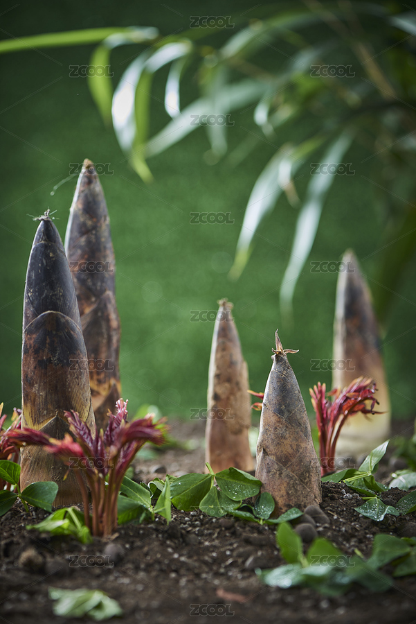 春季里的春筍和香椿（主預(yù)覽-5842868） - 未分類 - 站酷設(shè)計(jì)師暗光DARKLIGHT原創(chuàng)素材 - 站酷ZCOOL