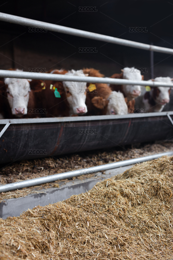 牛舍里等待喂食的小牛（主預(yù)覽-159174） - 未分類 - 站酷設(shè)計師小羽怪原創(chuàng)素材 - 站酷ZCOOL