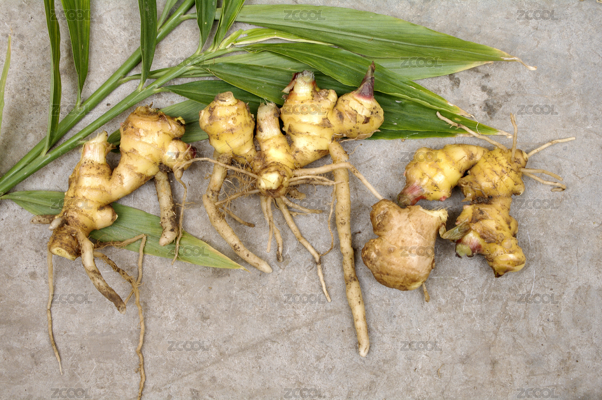 種植園里的生姜（主預(yù)覽-7585824） - 未分類(lèi) - 站酷設(shè)計(jì)師wmei5881原創(chuàng)素材 - 站酷ZCOOL