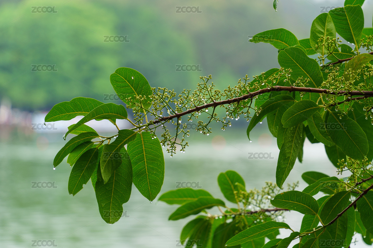 雨枝葉沾滿(mǎn)水滴的水翁蒲桃（主預(yù)覽-10679640） - 未分類(lèi) - 站酷設(shè)計(jì)師奶皮不賴(lài)皮NP原創(chuàng)素材 - 站酷ZCOOL