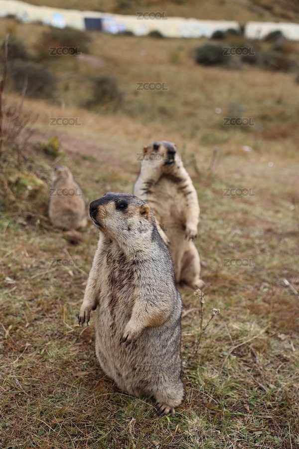 四川甘孜土撥鼠（主預覽-12283061） - 未分類 - 站酷設計師初小夏夏原創(chuàng)素材 - 站酷ZCOOL