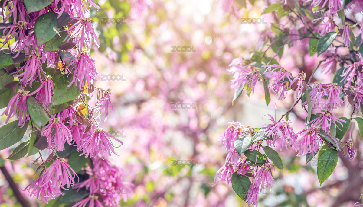 春天盛开的红花檵木（主预览-8443998） - 未分类 - 站酷设计师风暴丽丽原创素材 - 站酷ZCOOL