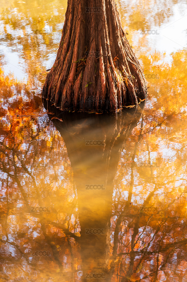 秋天南京燕雀湖邊的落羽杉（主預(yù)覽-12402447） - 未分類 - 站酷設(shè)計(jì)師偷懶的老牛原創(chuàng)素材 - 站酷ZCOOL