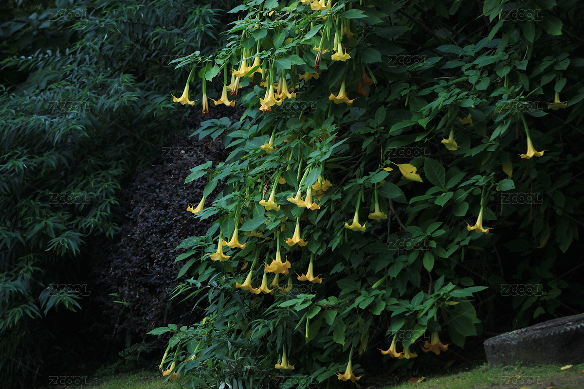 曼陀罗花朵（主预览-5919840） - 未分类 - 站酷设计师微捕手原创素材 - 站酷ZCOOL