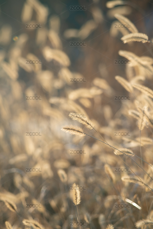 蘆葦花（主預(yù)覽-5979753） - 未分類 - 站酷設(shè)計(jì)師酷不酷吧原創(chuàng)素材 - 站酷ZCOOL