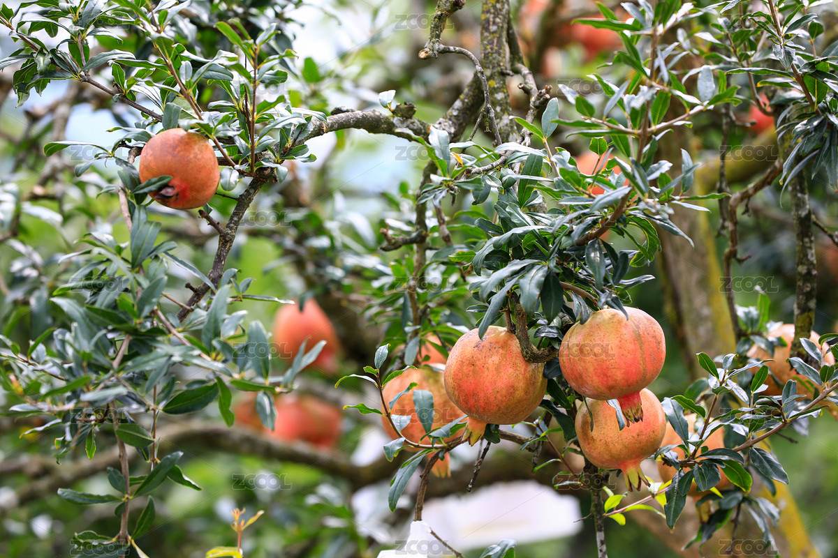 果園中的橘樹（主預(yù)覽-12480503） - 未分類 - 站酷設(shè)計(jì)師千花樹原創(chuàng)素材 - 站酷ZCOOL