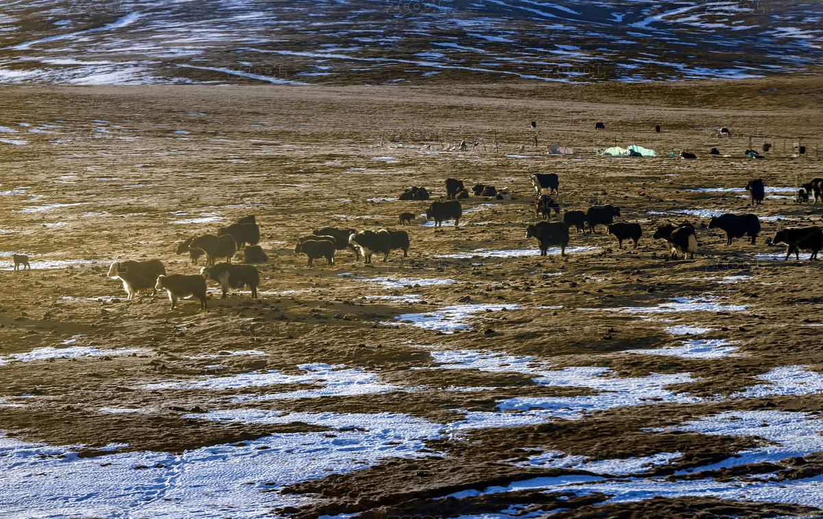 中國西藏青藏鐵路沿線風(fēng)光清晨陽光下牦牛群（主預(yù)覽-9061629） - 未分類 - 站酷設(shè)計師活攝聲香原創(chuàng)素材 - 站酷ZCOOL