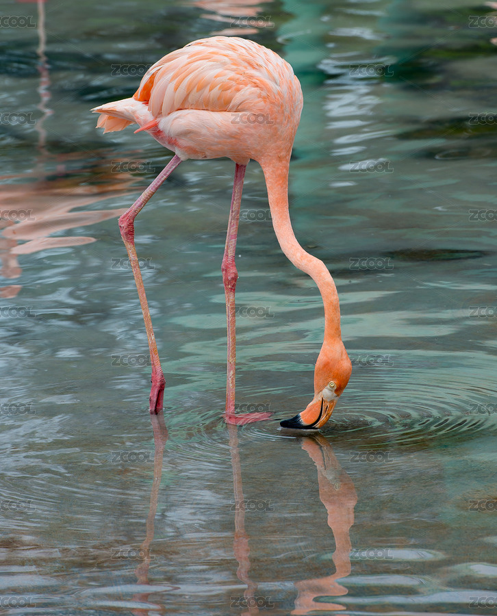 火烈鳥（主預覽-1723897） - 未分類 - 站酷設(shè)計師憶江原創(chuàng)素材 - 站酷ZCOOL