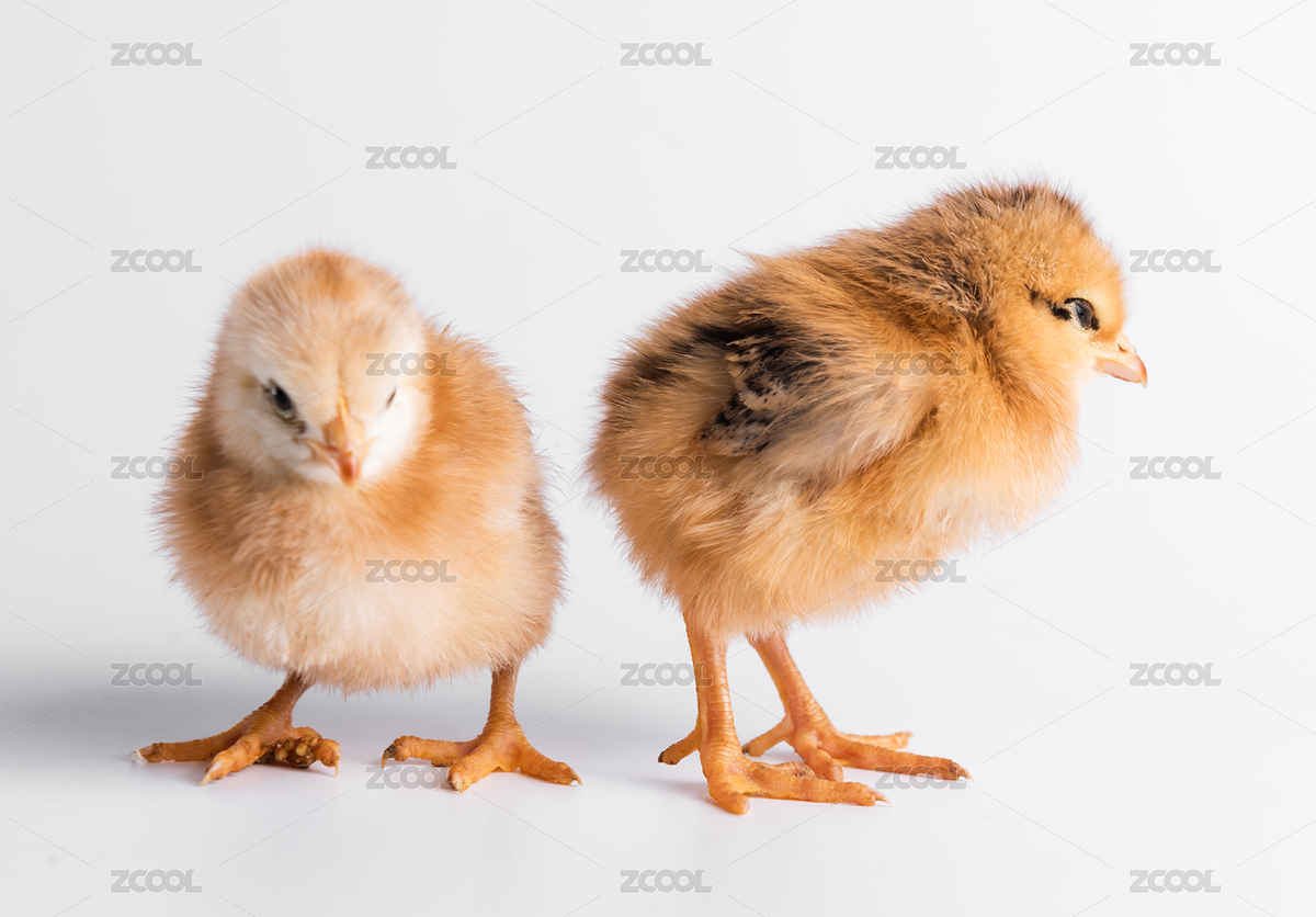 兩只可愛(ài)的小雞，剛剛出生的小雞（主預(yù)覽-7734087） - 未分類 - 站酷設(shè)計(jì)師旺旺旅行家原創(chuàng)素材 - 站酷ZCOOL