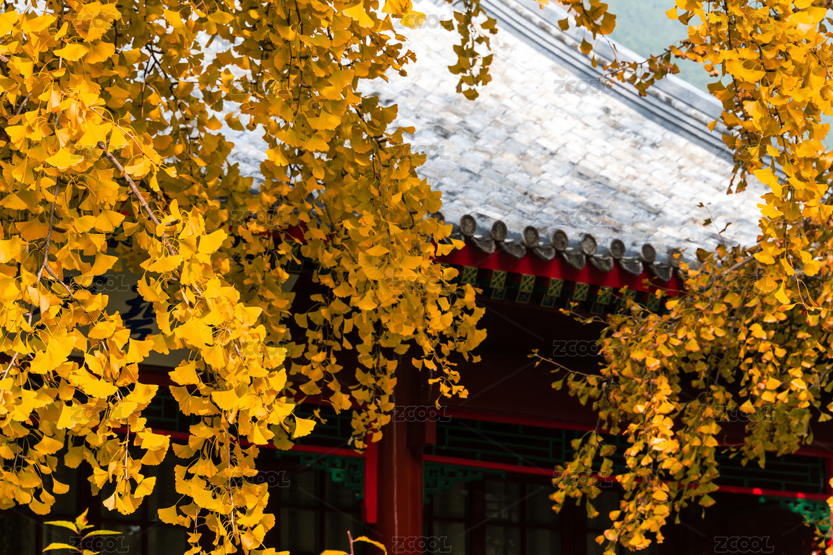 中國(guó)北京香山公園碧云寺秋季風(fēng)光（主預(yù)覽-12380815） - 未分類 - 站酷設(shè)計(jì)師陳喆風(fēng)光攝影原創(chuàng)素材 - 站酷ZCOOL