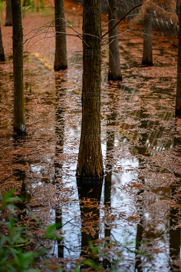 水上的落羽杉（主預(yù)覽-4046770） - 未分類 - 站酷設(shè)計(jì)師Ziya_ya原創(chuàng)素材 - 站酷ZCOOL