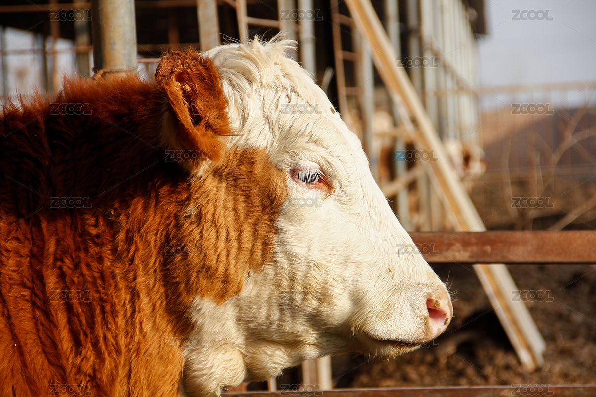 牛場內(nèi)一頭側臉的花色牛的牛頭特寫（主預覽-7382673） - 未分類 - 站酷設計師楊YQC原創(chuàng)素材 - 站酷ZCOOL