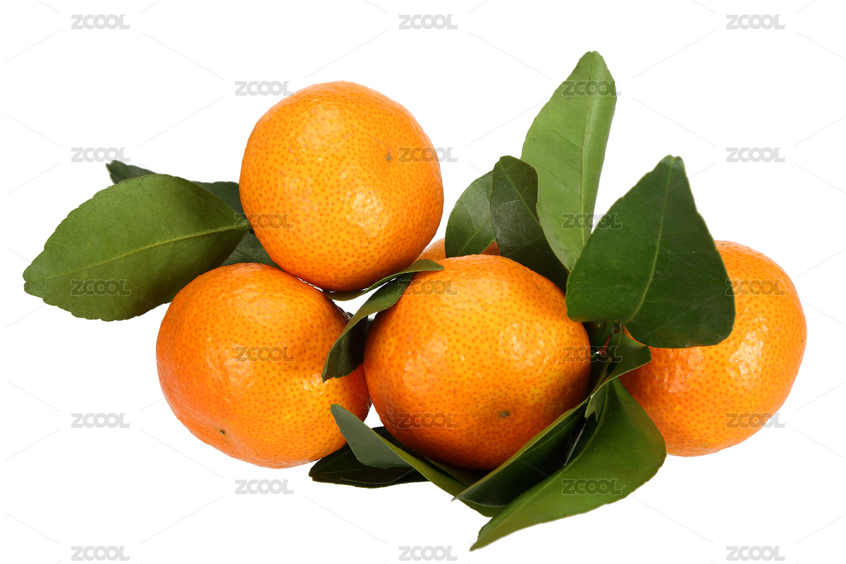 新鮮四會(huì)砂糖橘白底圖片（主預(yù)覽-7960574） - 未分類 - 站酷設(shè)計(jì)師萊尚攝影原創(chuàng)素材 - 站酷ZCOOL