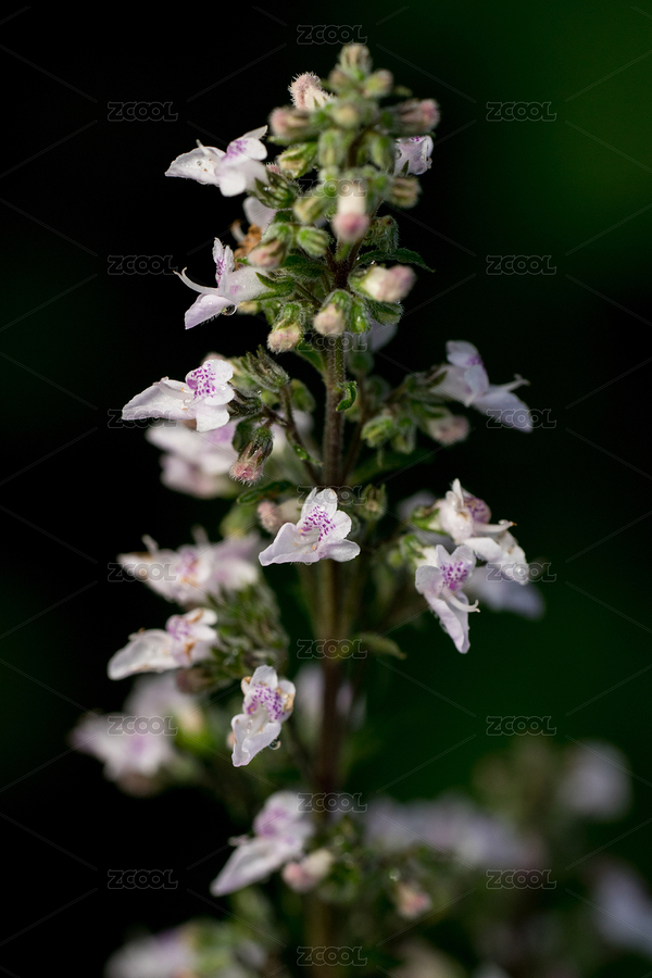 紫色開花植物花序（主預(yù)覽-7280545） - 未分類 - 站酷設(shè)計師catdora原創(chuàng)素材 - 站酷ZCOOL