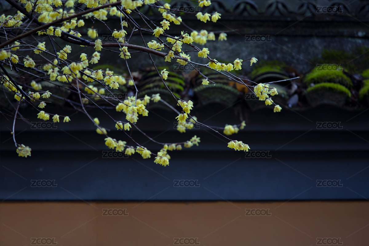 臘梅花開（主預(yù)覽-3345167） - 未分類 - 站酷設(shè)計(jì)師金葉jinye原創(chuàng)素材 - 站酷ZCOOL