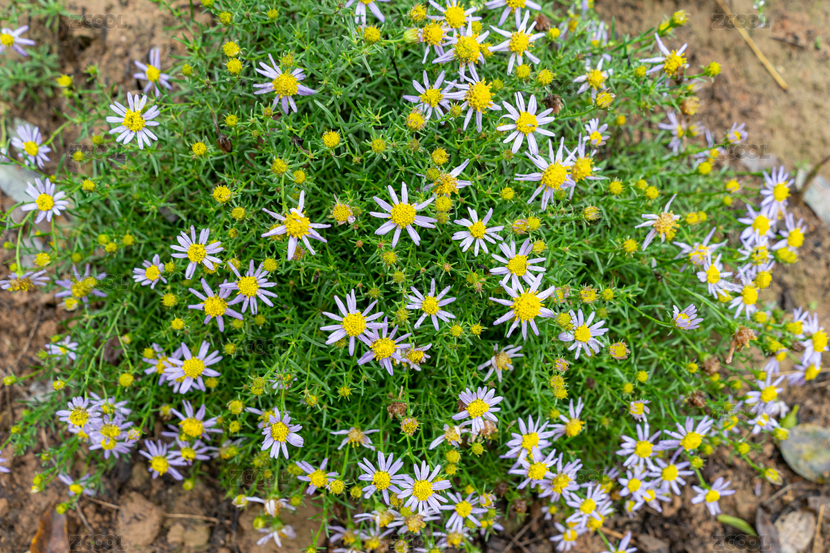 野外野花一片白色的白晶菊雏菊菊花栽培植物（主预览-12083608） - 未分类 - 站酷设计师不识跳蚤原创素材 - 站酷ZCOOL