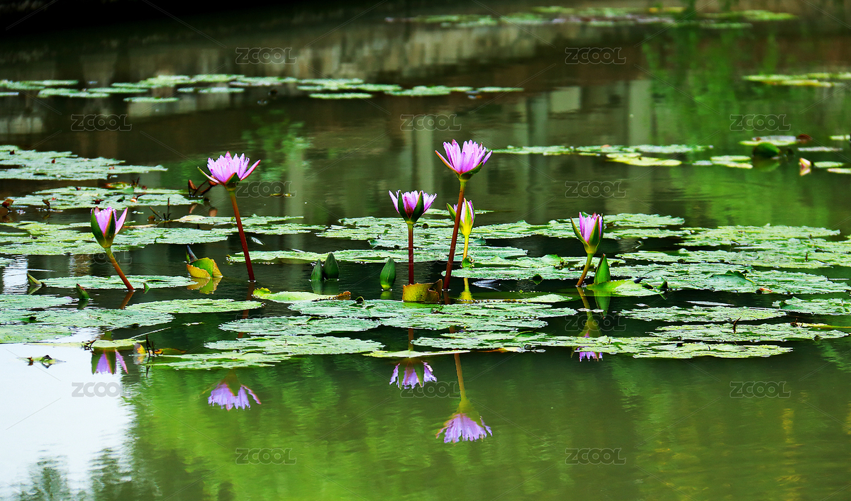 中国江苏省扬州市瘦西湖风景区（主预览-4871833） - 未分类 - 站酷设计师双木儿原创素材 - 站酷ZCOOL