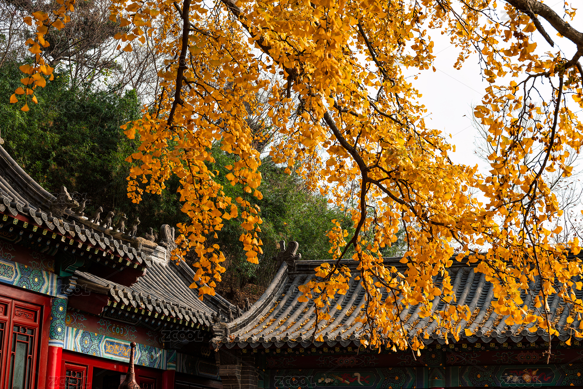 青島竹子庵公園金黃的銀杏葉（主預(yù)覽-4583456） - 未分類 - 站酷設(shè)計師海面上的星空原創(chuàng)素材 - 站酷ZCOOL