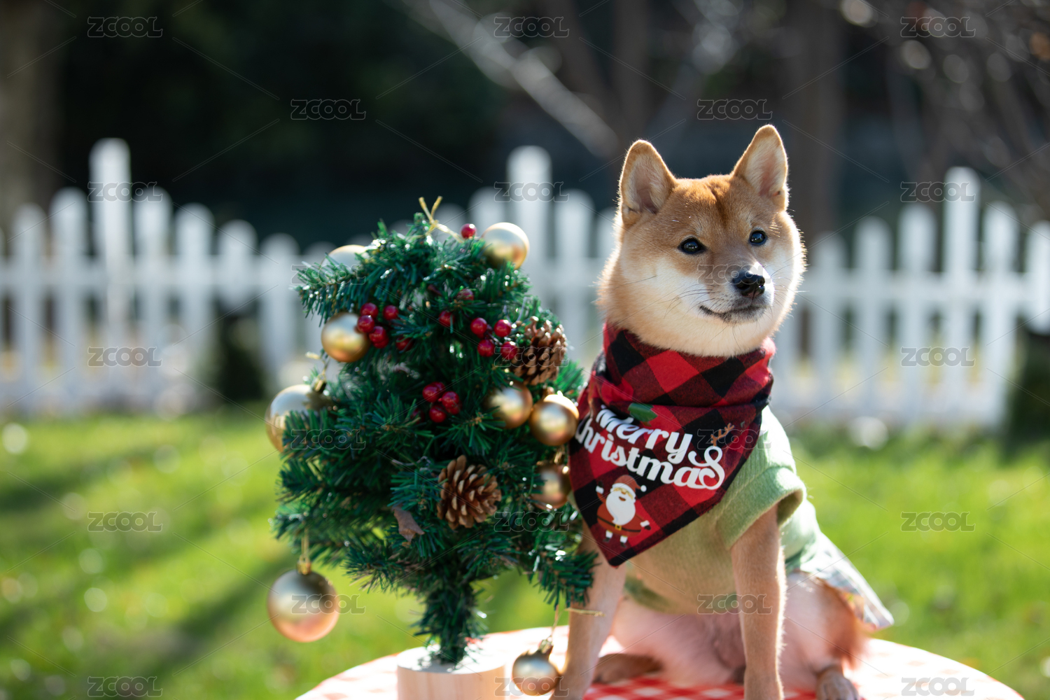 宠物摄影圣诞节坐在桌上的柴犬