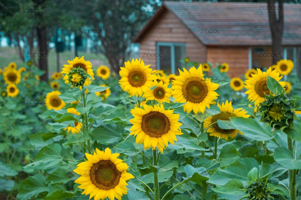 武漢東湖馬鞍山森林公園太漁橋向日葵（主預(yù)覽-7754280） - 未分類(lèi) - 站酷設(shè)計(jì)師菠蘿撞上椰子原創(chuàng)素材 - 站酷ZCOOL