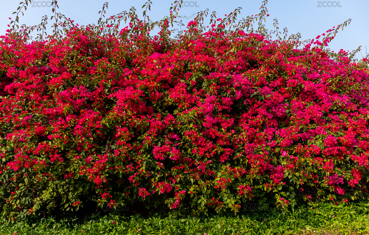 春天盛开的三角梅花墙（主预览-1935702） - 未分类 - 站酷设计师meimeier原创素材 - 站酷ZCOOL
