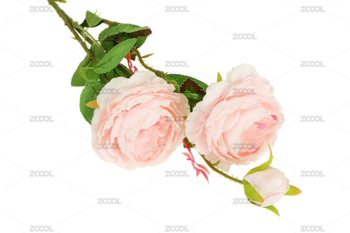 居家裝飾假花（主預(yù)覽-5430280） - 未分類 - 站酷設(shè)計師萊尚攝影原創(chuàng)素材 - 站酷ZCOOL