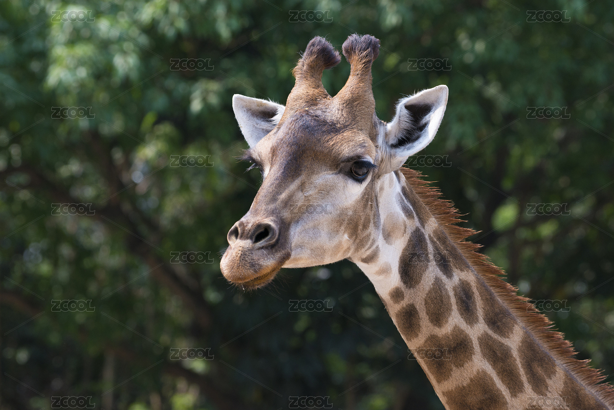非洲長(zhǎng)頸鹿（主預(yù)覽-5192423） - 未分類 - 站酷設(shè)計(jì)師FlyH2018原創(chuàng)素材 - 站酷ZCOOL