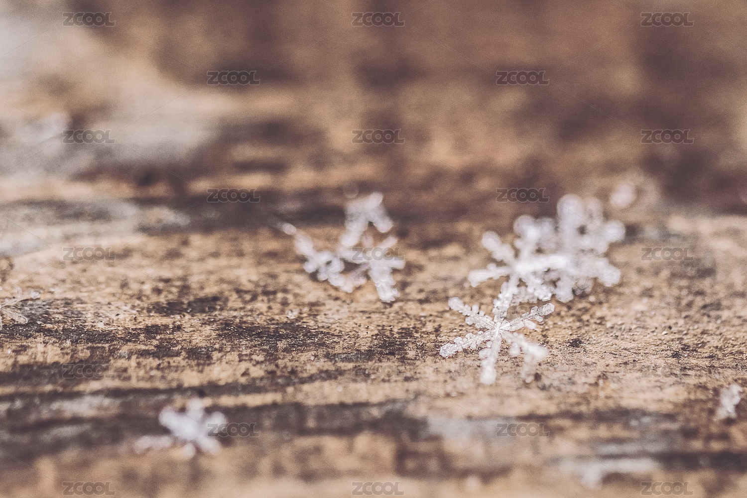 Microphotography of Snowflakes in Winter