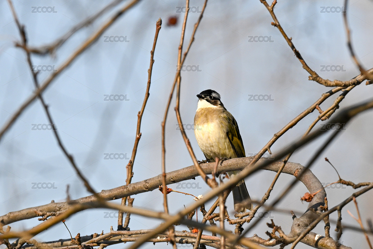 白頭鵯特寫(xiě)（主預(yù)覽-12691098） - 未分類(lèi) - 站酷設(shè)計(jì)師金翅大鵬原創(chuàng)素材 - 站酷ZCOOL