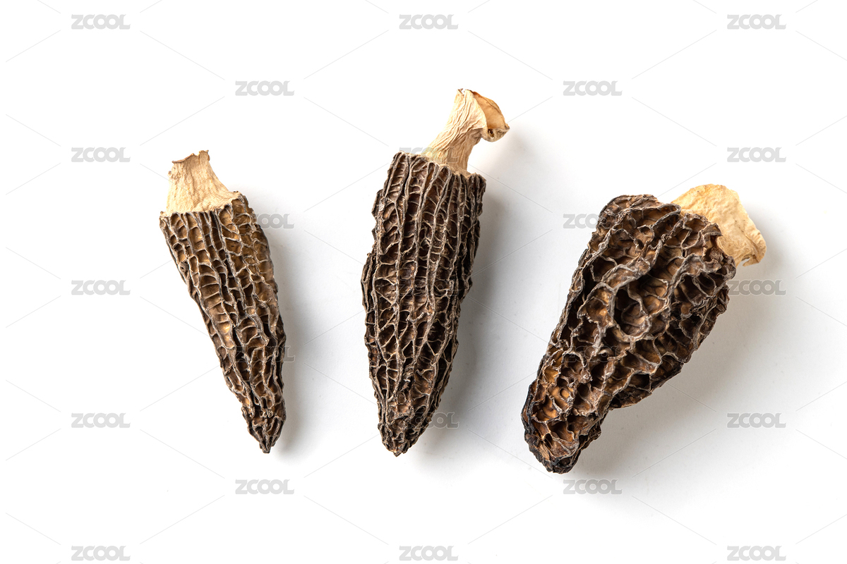 野生羊肚菌（主預(yù)覽-7852397） - 未分類 - 站酷設(shè)計(jì)師Jewstudio原創(chuàng)素材 - 站酷ZCOOL