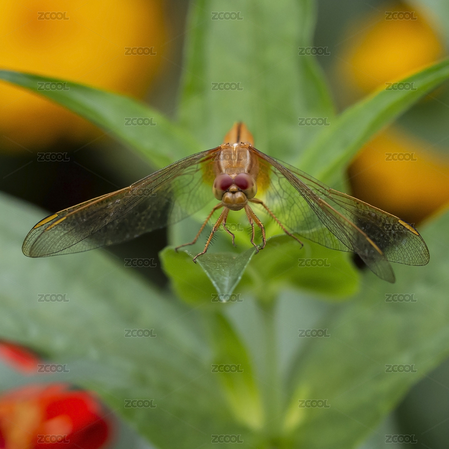 具有憨厚面相的薄翅蜻蜓（主預(yù)覽-1813173） - 未分類 - 站酷設(shè)計(jì)師jieyu16原創(chuàng)素材 - 站酷ZCOOL