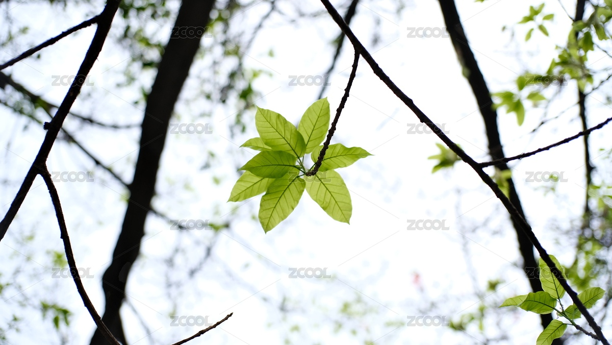 榕樹新生樹葉（主預(yù)覽-8431671） - 未分類 - 站酷設(shè)計(jì)師減減claire原創(chuàng)素材 - 站酷ZCOOL