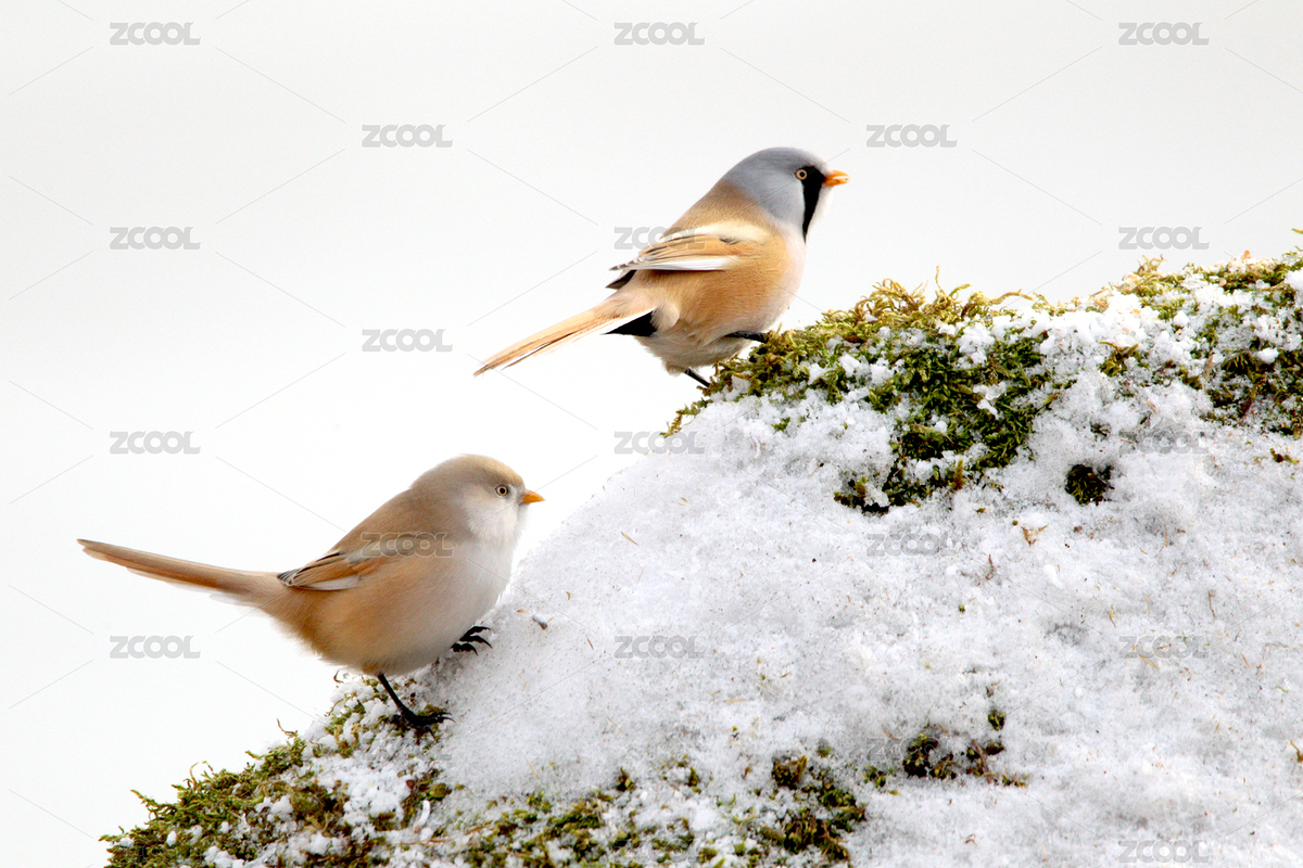 文須雀鳥（主預(yù)覽-12454311） - 未分類 - 站酷設(shè)計師酷派視覺原創(chuàng)素材 - 站酷ZCOOL