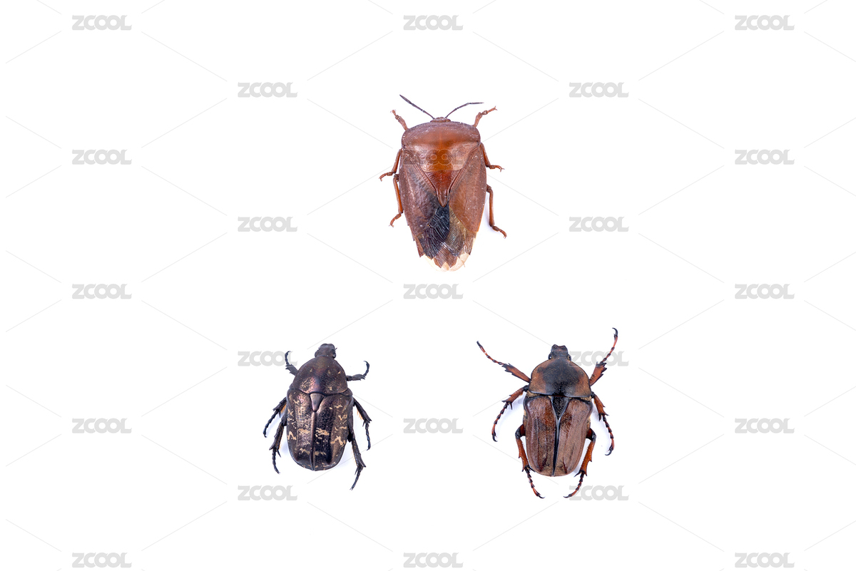 白色背景上的多種昆蟲動物標本（主預覽-6773713） - 未分類 - 站酷設計師曄希原創(chuàng)素材 - 站酷ZCOOL